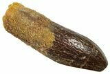 Fossil Sauropod Dinosaur (Titanosaur) Tooth - Morocco #369654-1
